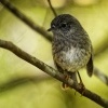 Lejscik dlouhonohy severni - Petroica longipes - North Island Robin - toutouwai 5260
